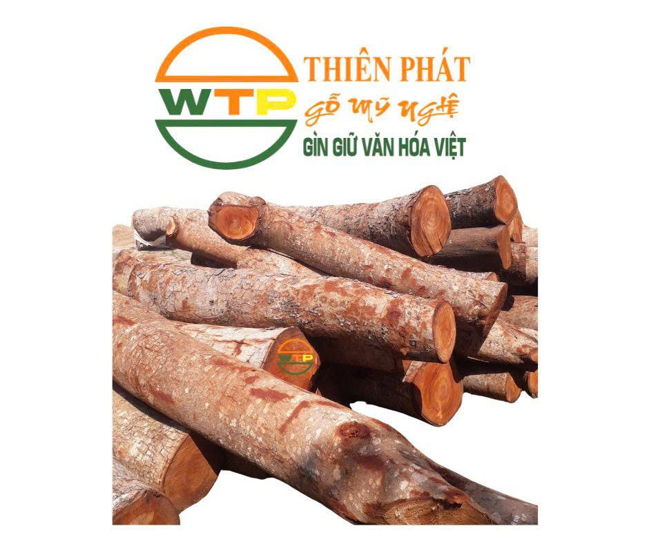 Thiên Phát chuyên cung cấp gỗ xà cừ tròn 